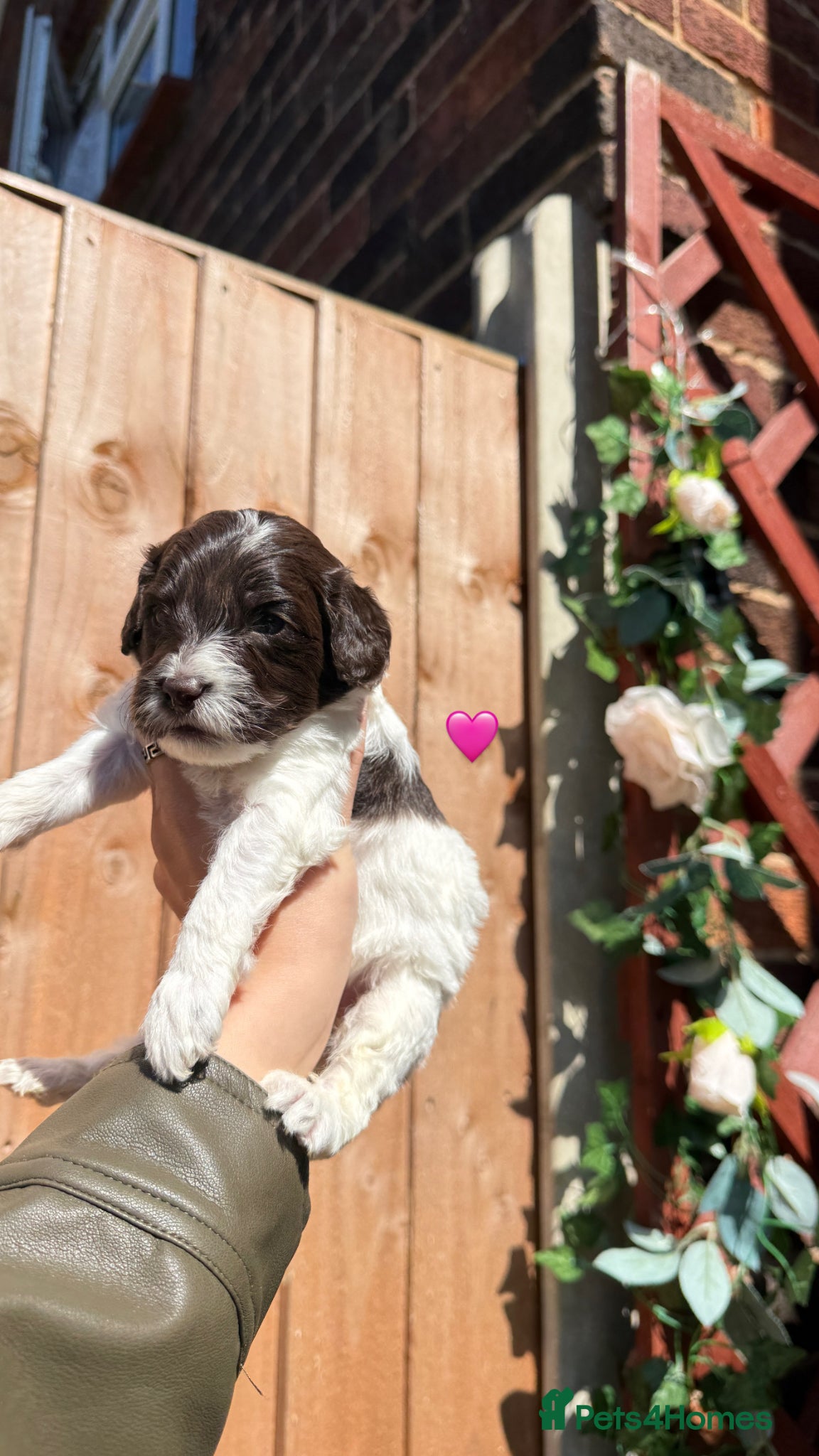 Sproodle dogs 4 Beautiful Sproodle Puppies - Ready soon 🐾 - Advert 2