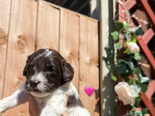 Sproodle dogs 4 Beautiful Sproodle Puppies - Ready soon 🐾 - Advert 2