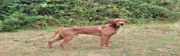 Hungarian Vizsla dogs for stud: PROVEN!!!championship blood line!!!! ❤️ in Llantwit Major - Advert 20
