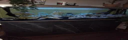 Cichlids fish for sale: 7 Nipimbi blue frontosa with set up - Advert 2