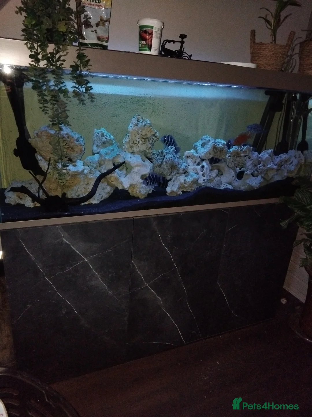 Cichlids fish for sale: 7 Nipimbi blue frontosa with set up - Advert 2