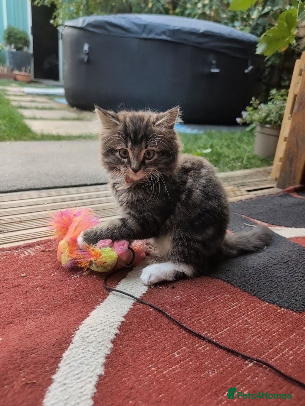 Siberian cats Siberian crossed kittens- just Girl 2 left  - Advert 2