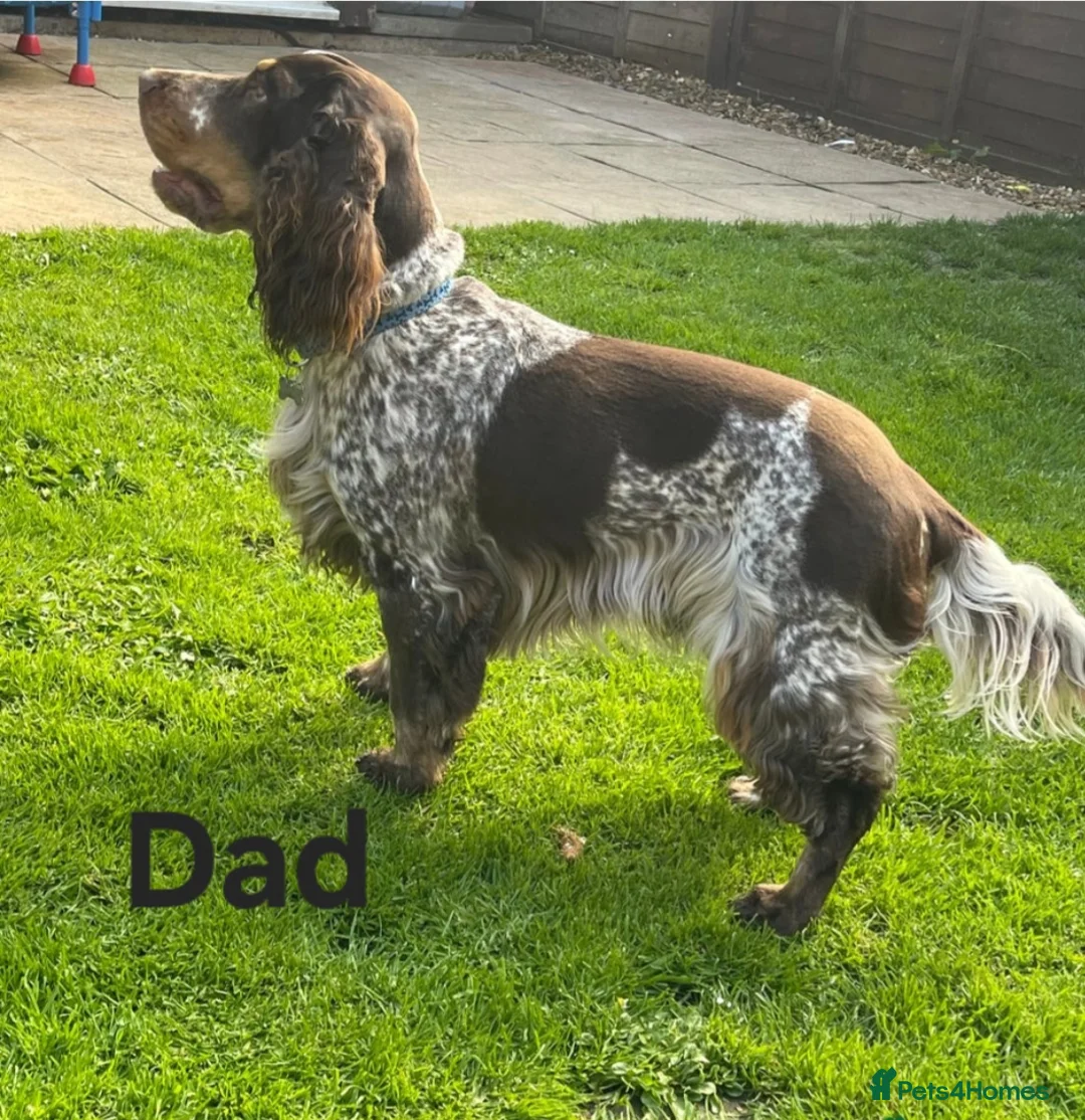 Cocker Spaniel dogs for sale: Gorgeous Show type Cocker Spaniel puppies - Advert 5