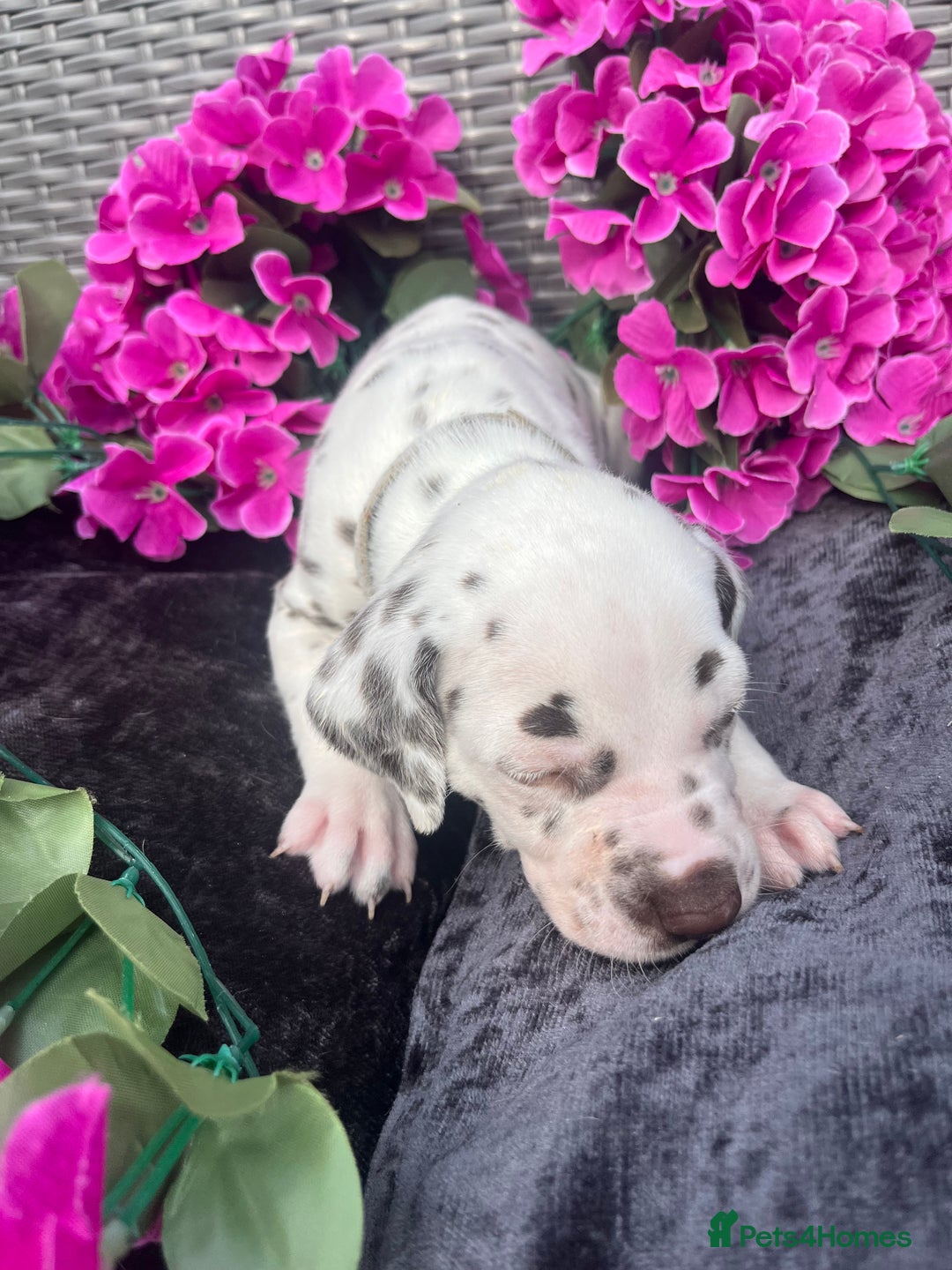 Dalmatian dogs for sale: Beautiful KC registered litter of dalmations  - Image 27