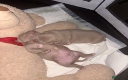 American Bully dogs for sale: Beautiful pocket bullys - Image 4