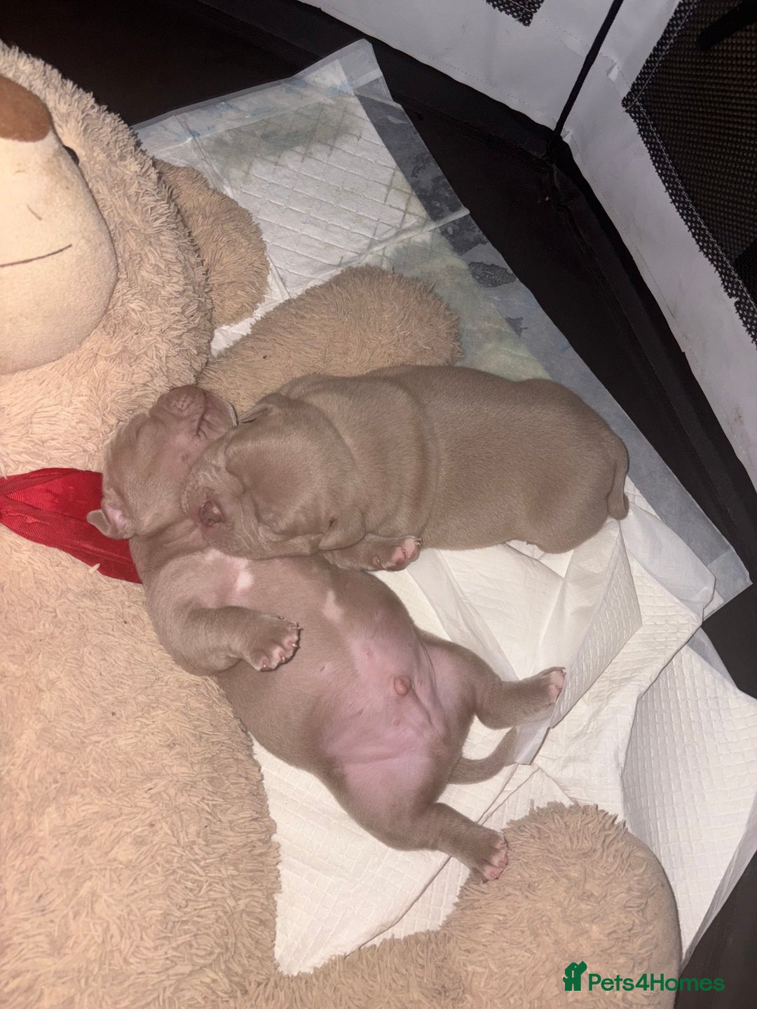 American Bully dogs for sale: Beautiful pocket bullys - Image 4