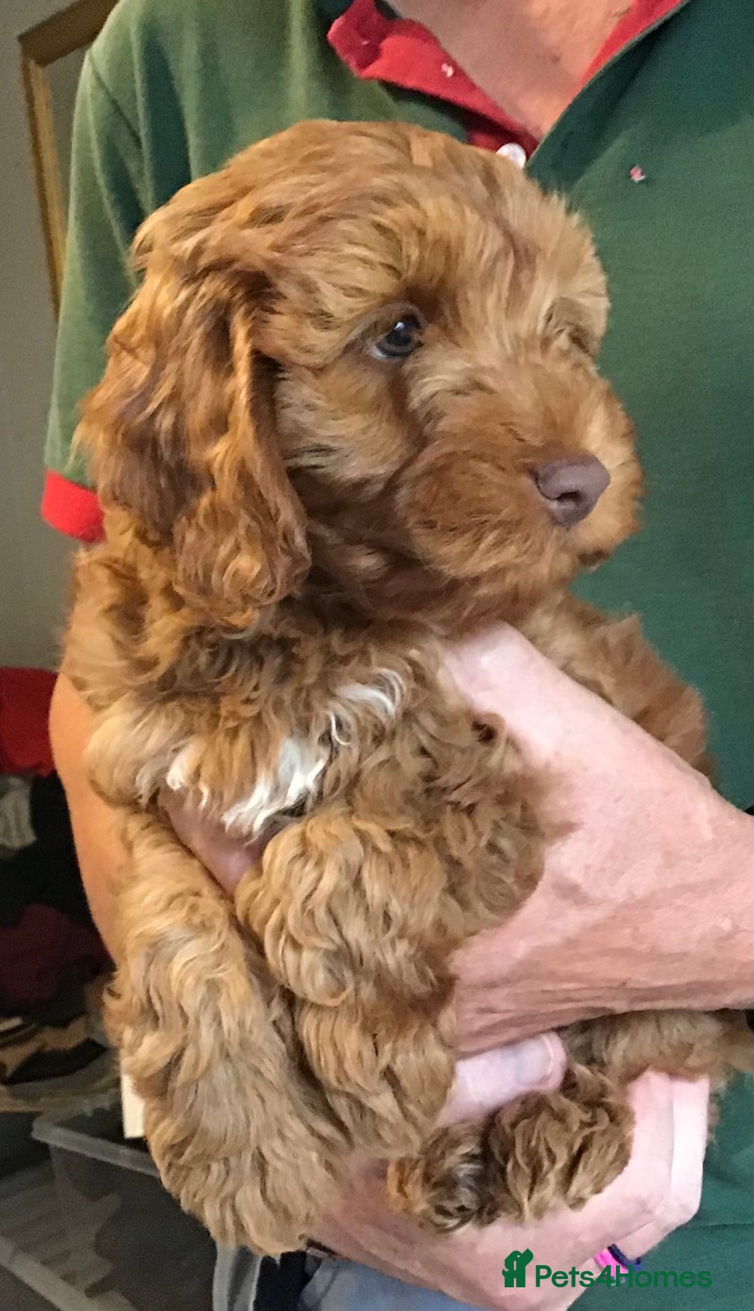 Labradoodle dogs for sale: 5* F1B Mini Labradoodles - health tested  - Image 24