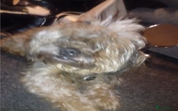 Mixed Breed dogs for sale: Shih Tzu Cross - Image 2