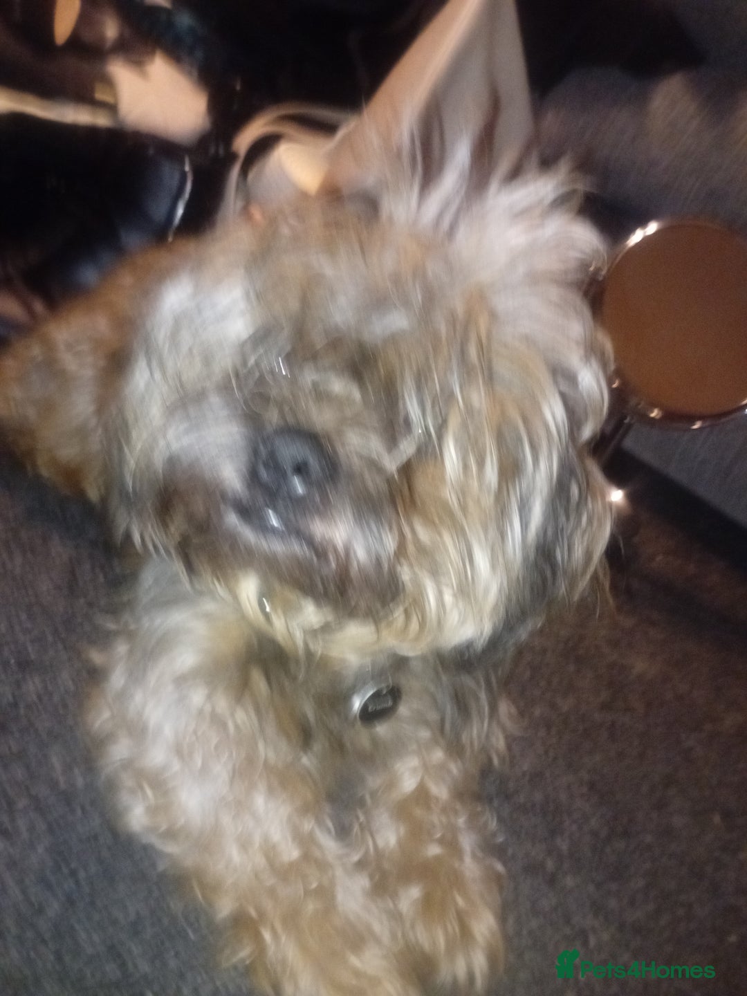 Mixed Breed dogs for sale: Shih Tzu Cross - Image 2