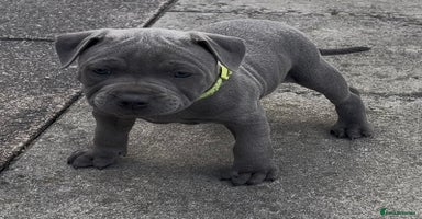 Staffordshire Bull Terrier dogs - Advert 15