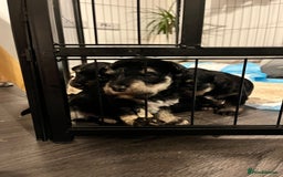 Mixed Breed dogs for sale: Miniature Schnauzer X Yorkshire Terrier - Image 4