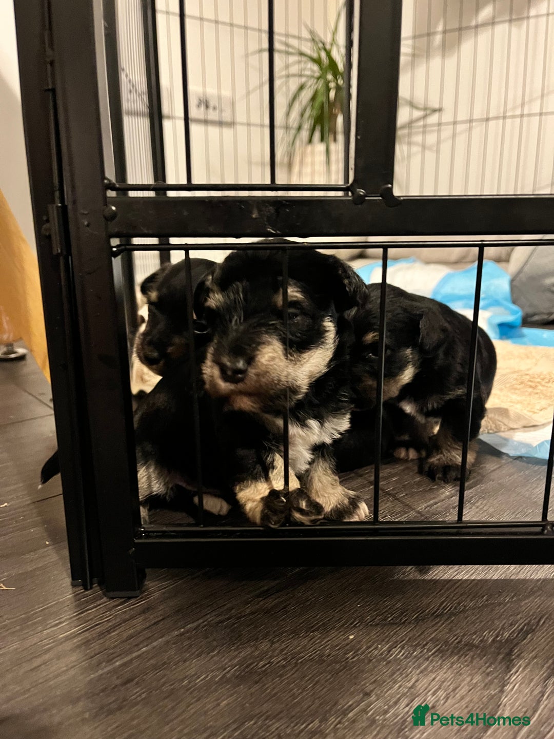 Mixed Breed dogs for sale: Miniature Schnauzer X Yorkshire Terrier - Image 4