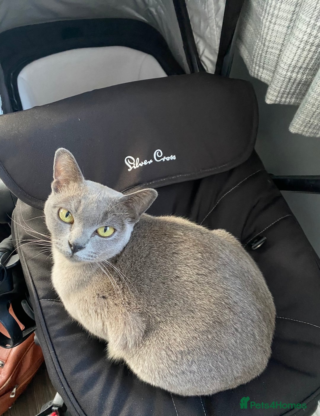 Burmese cats for sale: 2 beautiful Burmese cats age 5 and 3 - Advert 5