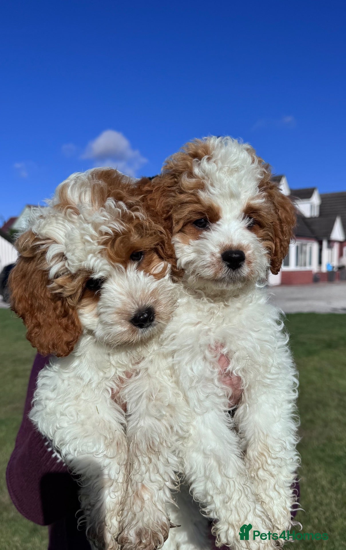 Cavapoo dogs  🐾 Two Beautiful F1b Cavapoos Ready To Go - Advert 1