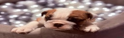 English Bulldog dogs for sale: Exceptional Show-Quality KC English Bulldog Boy - Advert 20