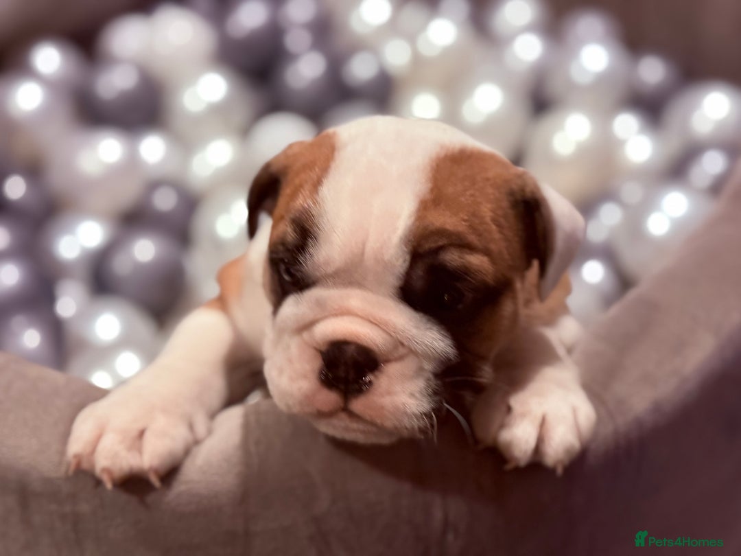 English Bulldog dogs for sale: Exceptional Show-Quality KC English Bulldog Boy - Advert 20