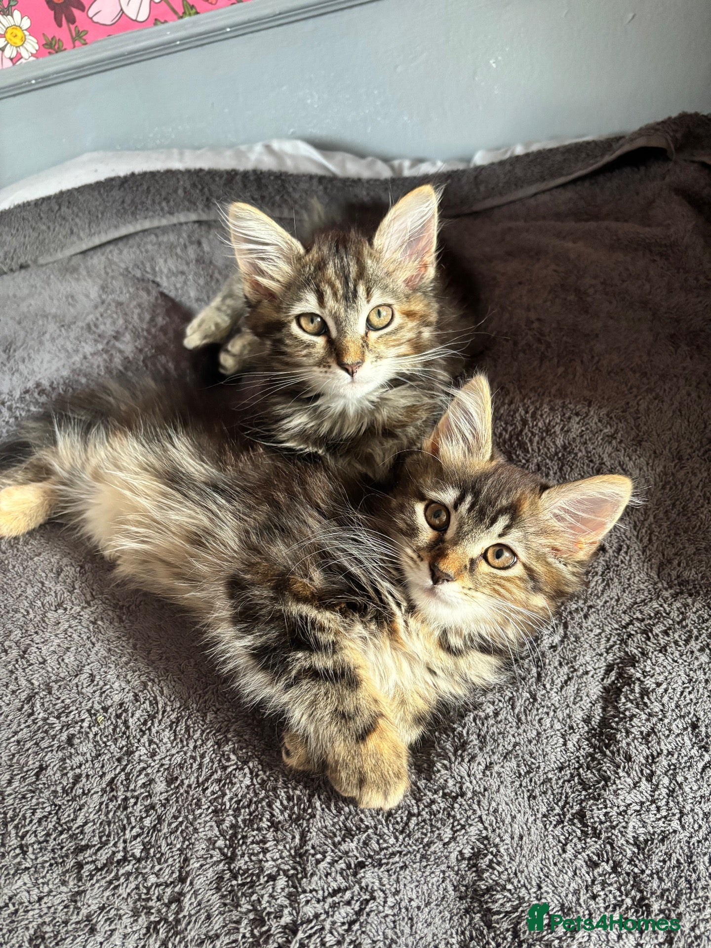 Mixed Breed cats Two mixed breed kittens for sale - Advert 2