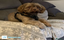 Shih Tzu dogs for sale: Shih tzu retired stud dog  - Image 4