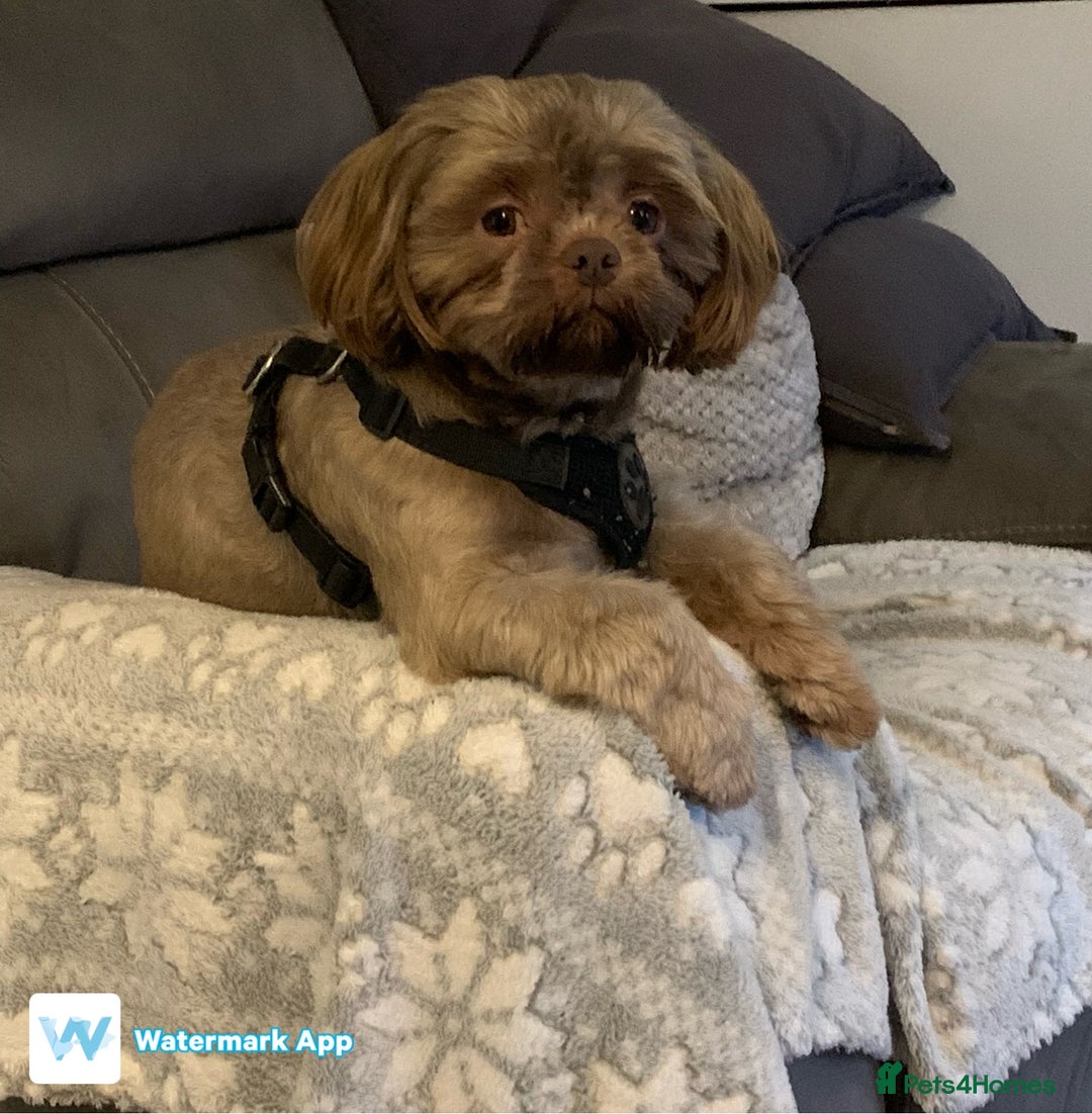 Shih Tzu dogs for sale: Shih tzu retired stud dog  - Image 4
