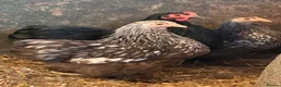 Chickens poultry for sale: Pekin bantam hens - Advert 1