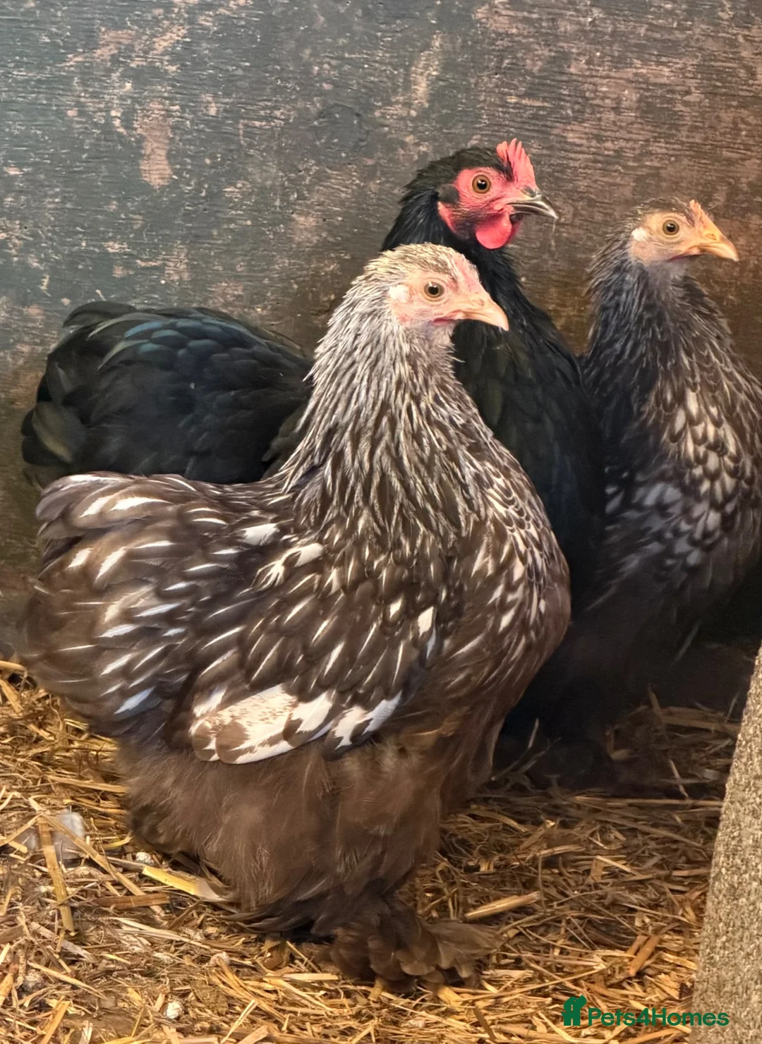 Chickens poultry for sale: Pekin bantam hens - Advert 1