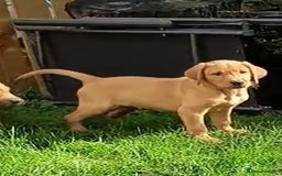 Labrador Retriever dogs for sale: Stunning working Labrador pups KC registered  - Image 7