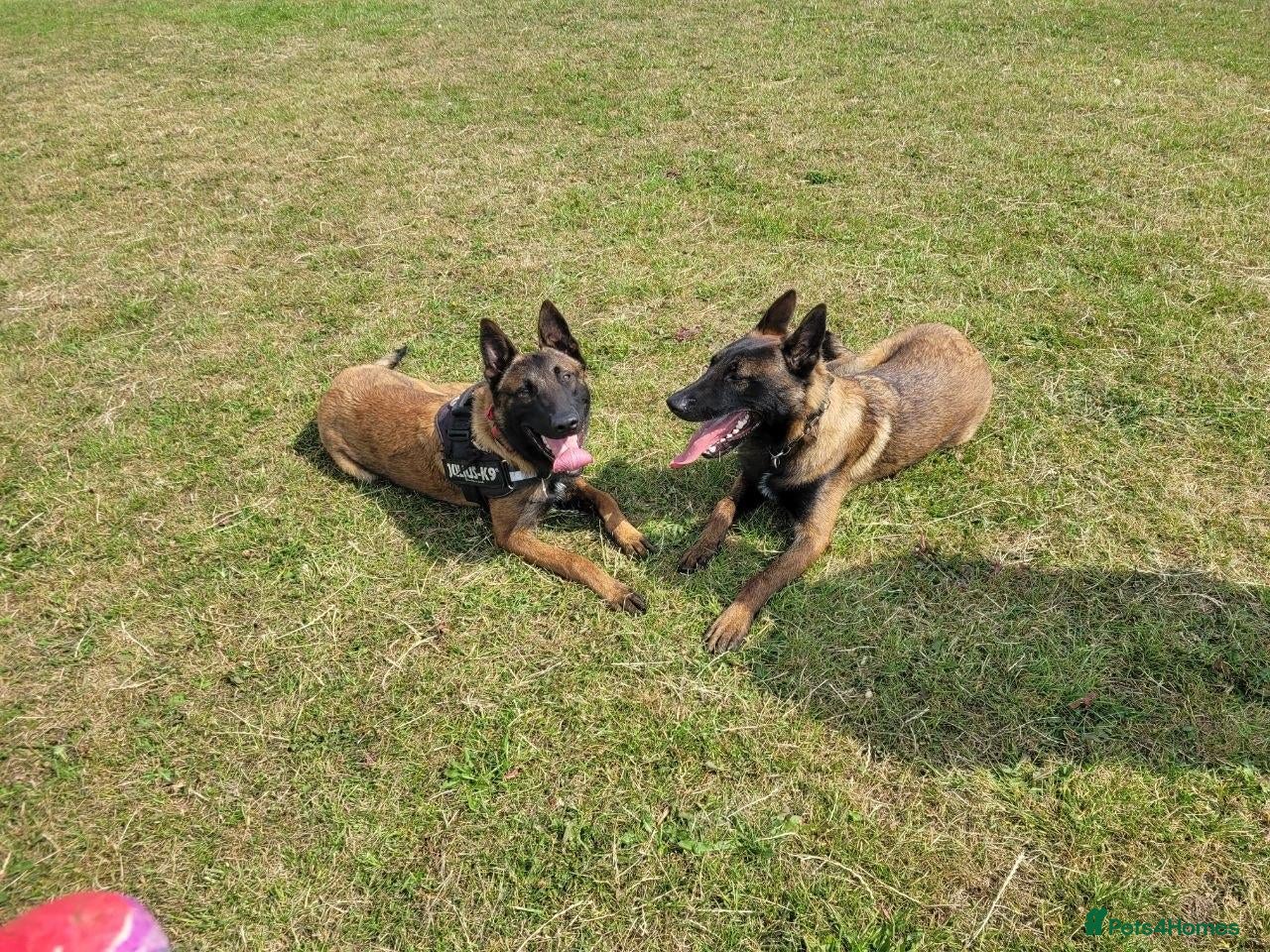 Belgian Shepherd Dog dogs Two Male Belgian Malinois  - Advert 3
