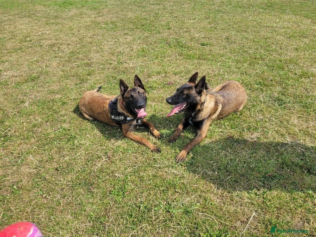 Belgian Shepherd Dog dogs for sale: Two Male Belgian Malinois  in Crewe - Advert 1