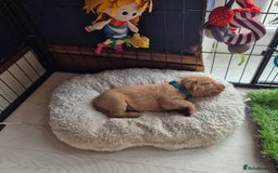 Labrador Retriever dogs for sale: Kc Registered Red labrador puppies  - Image 28