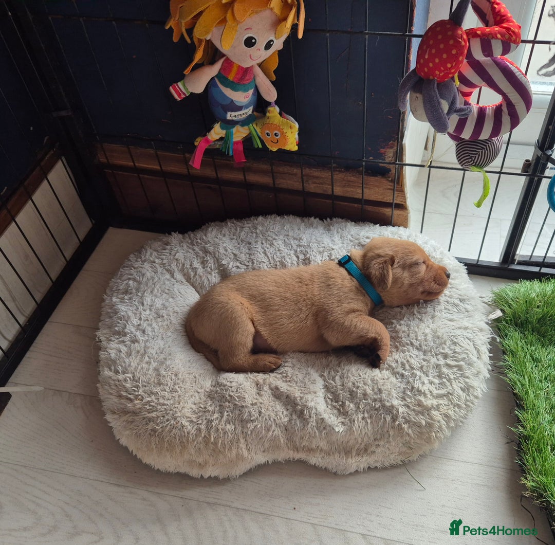 Labrador Retriever dogs for sale: Kc Registered Red labrador puppies  - Image 28