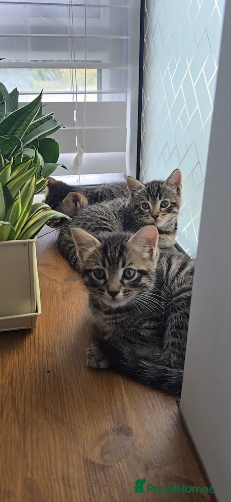 Mixed Breed cats Beautiful Bengal Mix Kittens - Advert 2