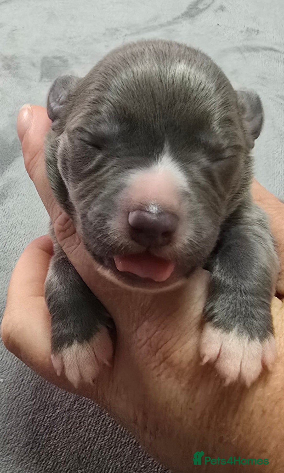 Whippet dogs Beautiful kc puppies not ready for 8 weeks  - Advert 2