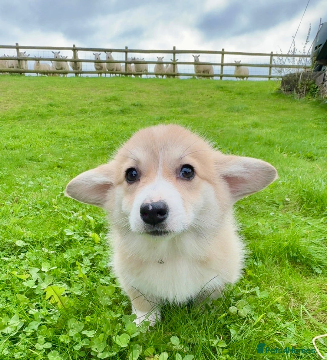 Welsh Corgi Pembroke dogs for sale: Stunning KC Registered Corgis - Image 5