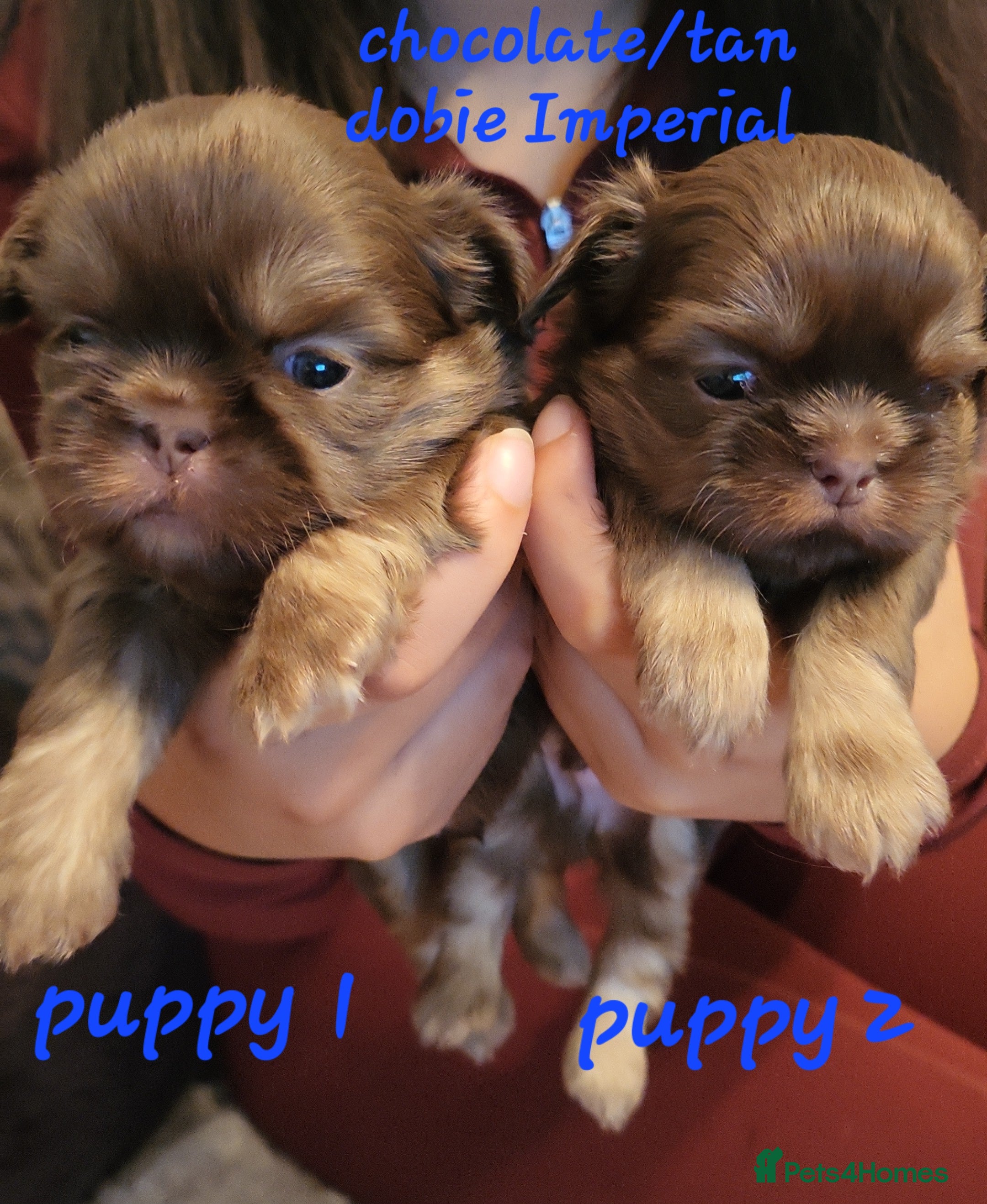 Shih Tzu dogs Quality dobie kc Imperial shih tzu  - Advert 7