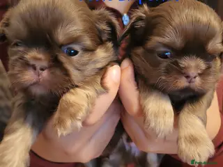 Shih Tzu dogs Quality dobie kc Imperial shih tzu - Advert 7