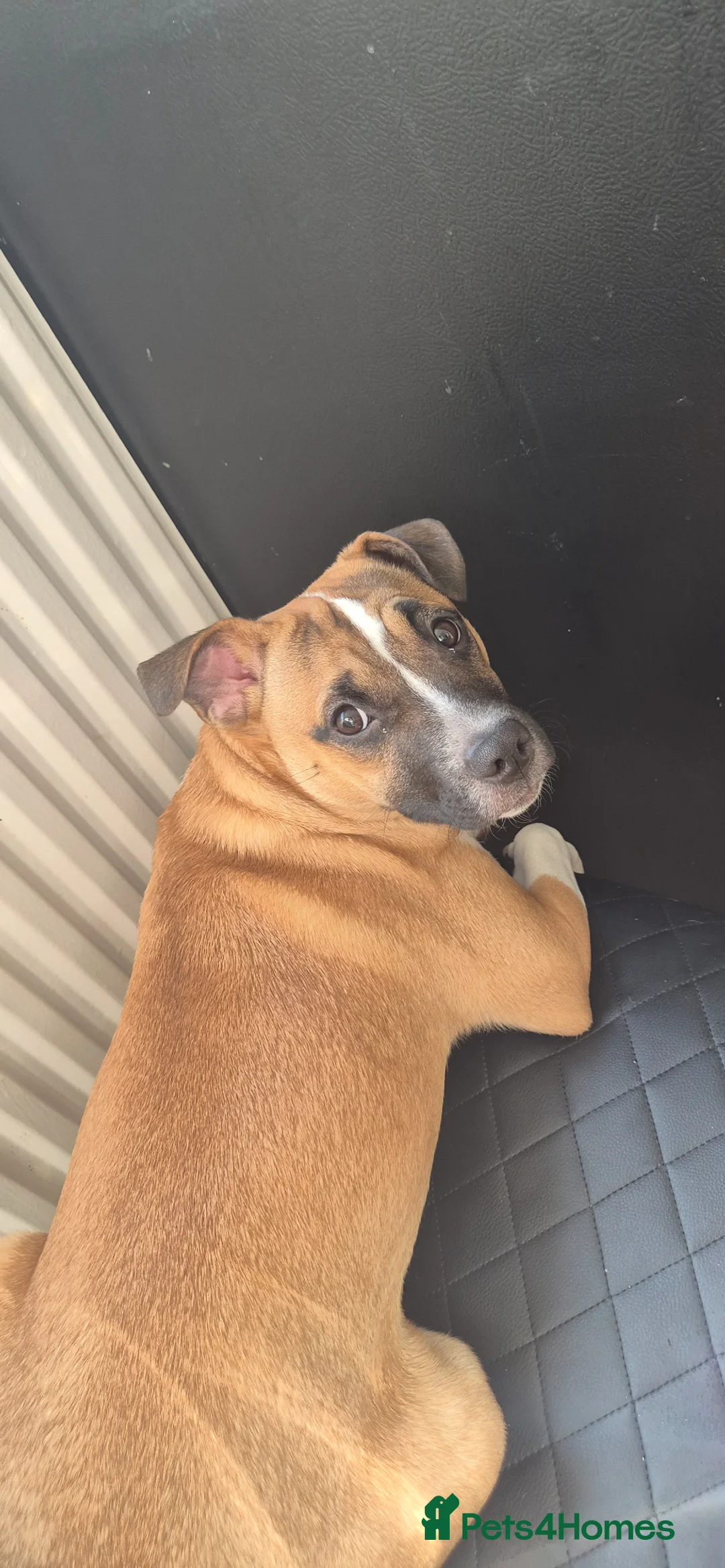 Mixed Breed dogs for sale: Lily is lokking for new home  in Rochdale - Advert 2
