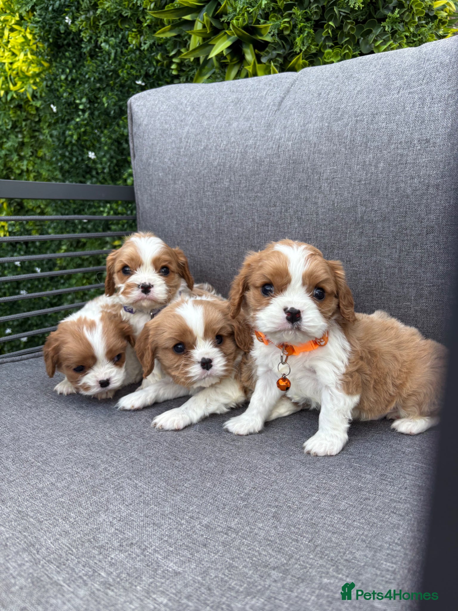 Cavalier King Charles Spaniel dogs Stunning DNA tested cavalier pups  - Advert 6