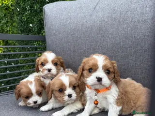Cavalier King Charles Spaniel dogs Stunning DNA tested cavalier pups - Advert 14