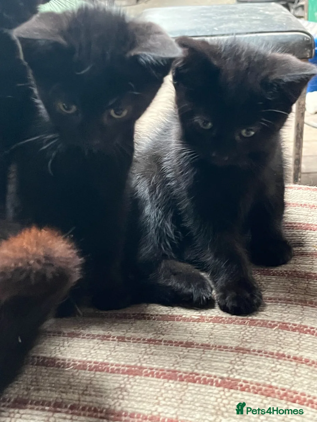 Mixed Breed cats for sale: Farm kittens looking for their forever home. in Wrexham - Advert 1