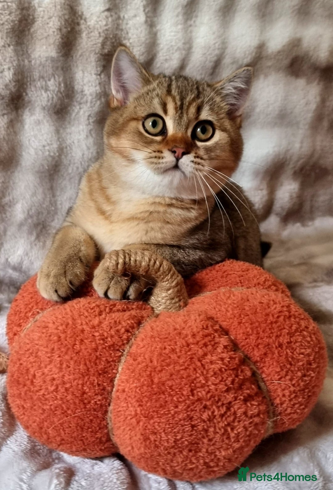 British Shorthair cats for sale: GOLDEN & COLOURPOINT BSH KITTENS, READY TO GO! - Image 3