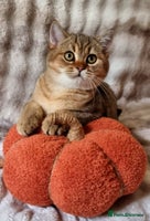 British Shorthair cats - Advert 5