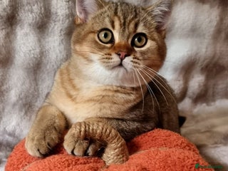 British Shorthair cats - Advert 3