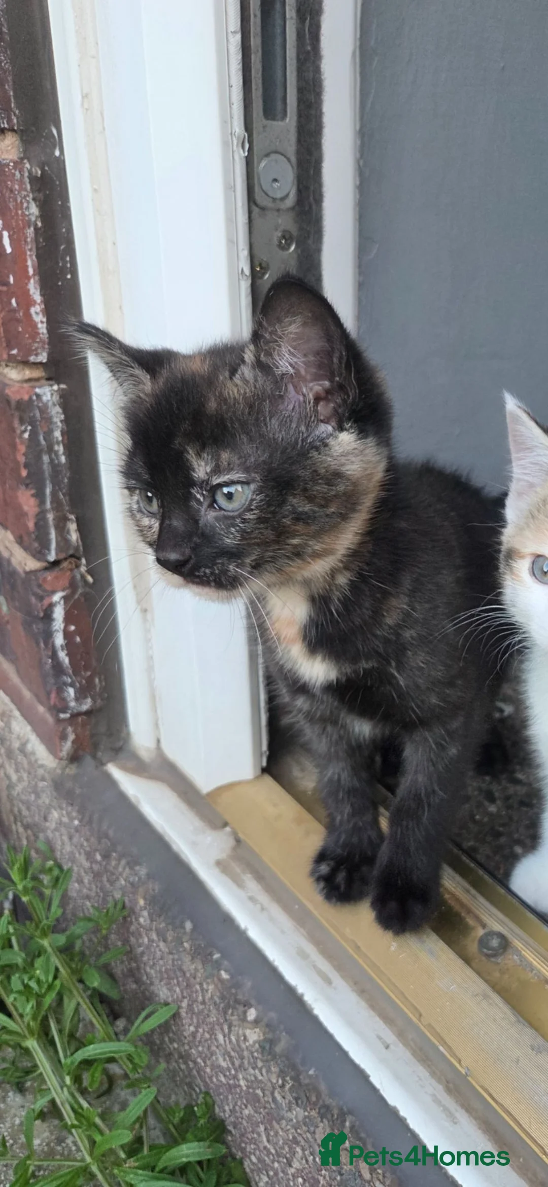 Mixed Breed cats for sale: 9 wk kittens in Sheffield - Advert 4