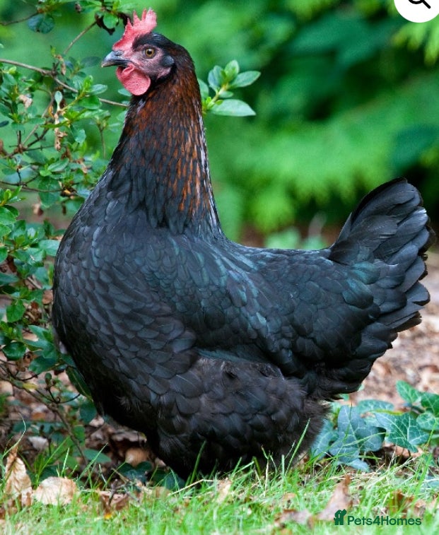 Chickens poultry French Copper Black Marans - Dark Brown Eggs - Advert 17