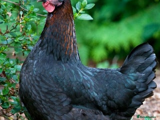 Chickens poultry - Advert 39