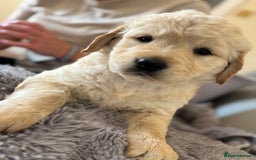 Golden Retriever dogs for sale: One boy left!  - Image 1