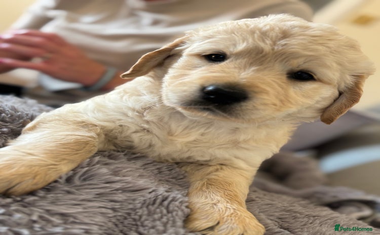 Golden Retriever dogs - Advert 6