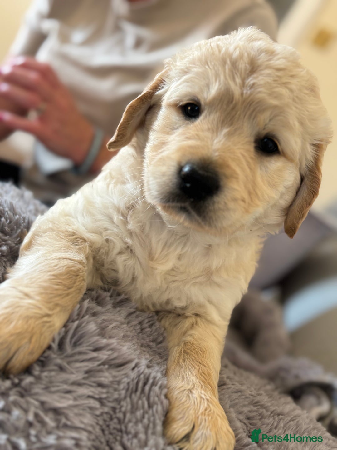 Golden Retriever dogs for sale: One boy left!  - Image 1