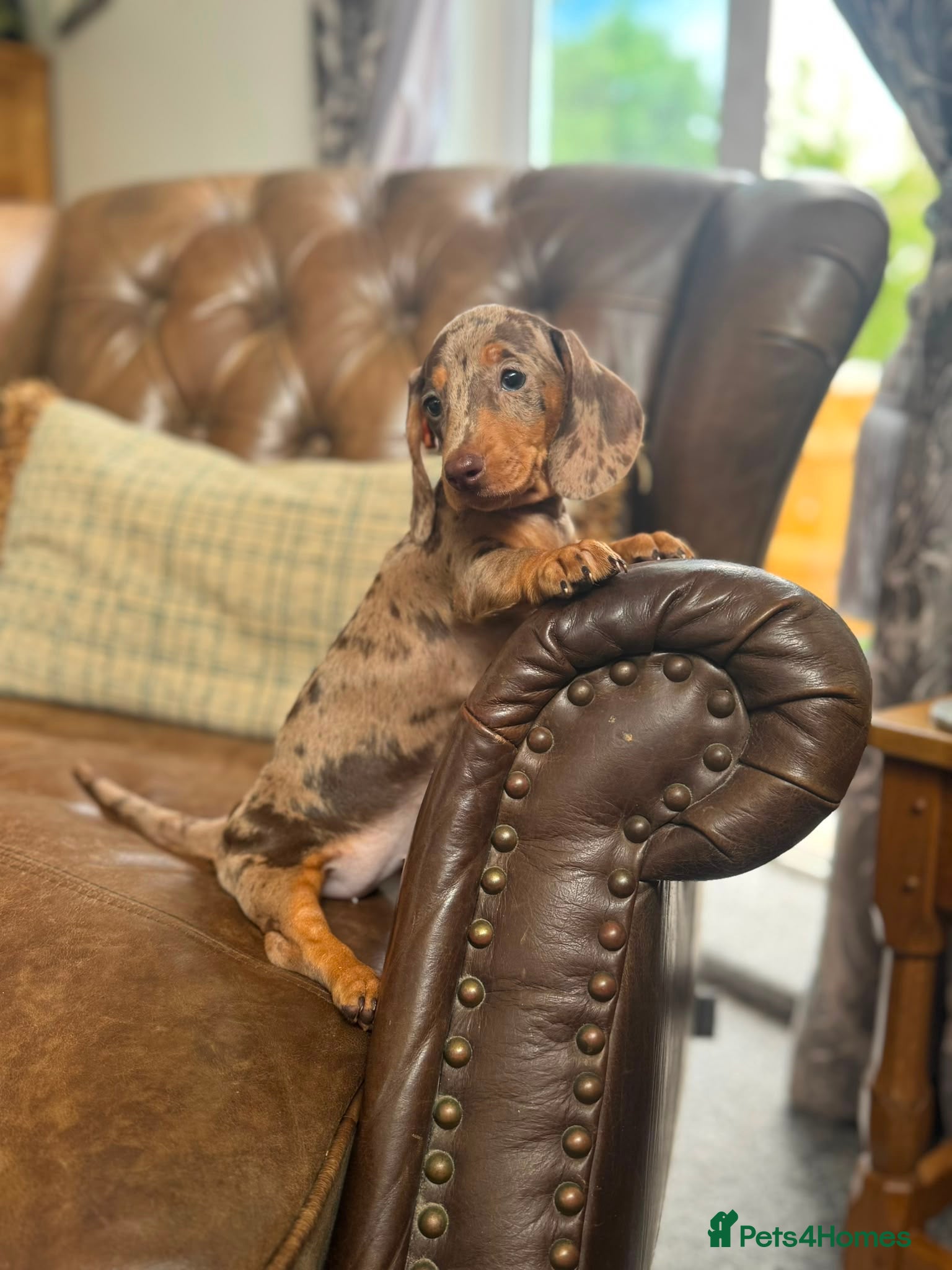 Miniature Dachshund dogs Miniature Dachshund Puppies - Advert 1