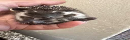 Pygmy Hedgehog rodents for sale: 8wk old APH babies various masks/ colours  - Advert 16